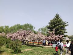 -石家庄市植物园