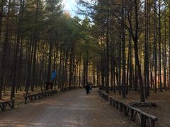 -龙道沟景区