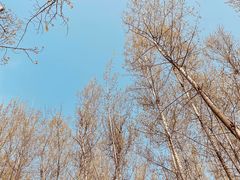 -林间山庄