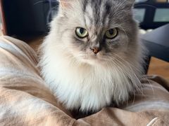 -瑞鹏宠物医院·骨科·猫科·内科(第一中心)