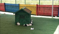 -萌宠亲子动物乐园(槐房万达店)