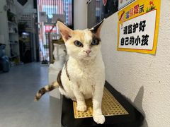 -琪喵猫屋·撸猫猫咖·猫舍
