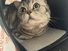 -纳吉亚猫专科动物医院·北北分院
