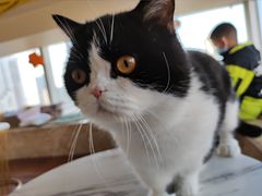 -Catmate·猫肥家润(金润铂宫店)