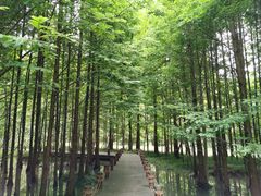 -桤木河湿地公园