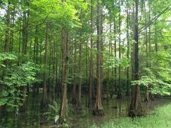 -桤木河湿地公园