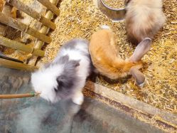 -酷嗒动物文化乐园(cutezoo西溪乐天城店)