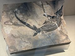 -安徽省地质博物馆