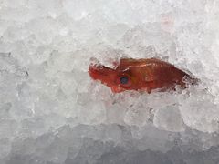 -阿飞冲浪旅店一馆