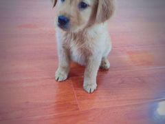 -比格比萨自助(万柳华联店)