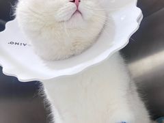 -瑞派名望志远动物医院·猫科·內科·异宠专科(直港大道店)
