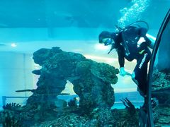 -乐从天佑城海洋馆