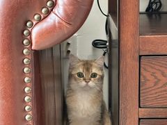 -猫大福·Fortune Cat猫舍(百子湾店)