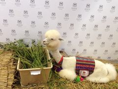 羊驼-东浩兰生上海世博展览馆