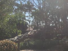 -瑞丽独树成林风景区