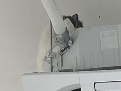 -Cappucimeow猫咪咖啡馆(韦伯时代店)