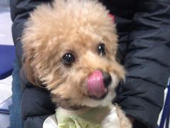 -瑞派福兴宠物医院犬猫全科·骨科·中西医结合(河东店)