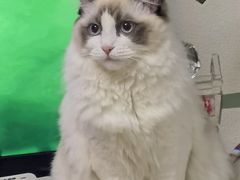 -糯米喵星人总部直营旗舰店·猫舍·幼猫出售