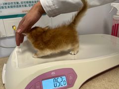 -虹泰宠物医院 ·旗舰店·24h(南秀路店)