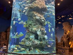 -芜湖新华联大白鲸海洋公园