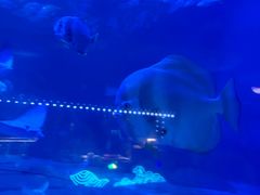 -烟台海昌鲸鲨海洋公园