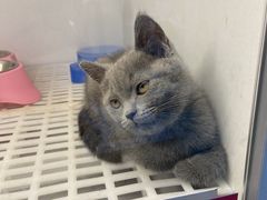 -lincat·猫舍(广州店)