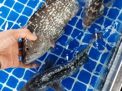 -渔乡米坊(虎门店)