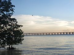 -宝安西湾红树林湿地公园