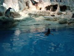 -帝企鹅自助餐厅•儿童岛•真企鹅(长隆企鹅酒店)