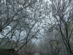 -桃花堤公园