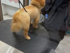 -瑞鹏宠物医院·普外科·影像科·皮肤科(城市山谷分院)