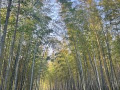 -求雨山文化公园
