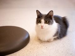 -飞行喵MR PILOT|猫舍·猫咖(静安大融城店)