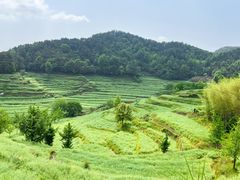 -灵山景区梯田