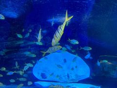 -太平洋海底世界