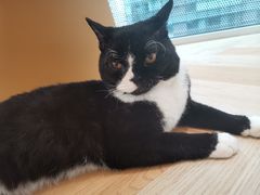 -米宠家·撸猫猫咖小萌宠·猫咪洗澡·猫咪寄养(高新大都荟店)