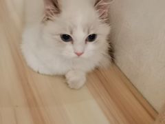 -猫友咖啡店(玉林西路店)