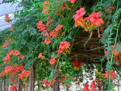 -前小桔亲子创意农场·草莓采摘·露营烧烤