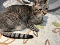 -佳雯宠物医院·皮肤科·内外科(春晓路分院)