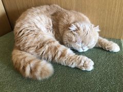 -CAT’S MEWSTAR CAFE·喵星球猫屋(晴湾咖啡店)