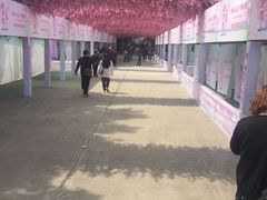 -南汇桃花村