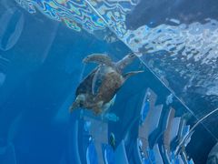 -涛·海底餐厅·美人鱼·自助餐·海底隧道(三亚海棠湾洲际度假酒店)