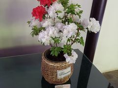 -上海醉白池公园
