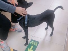 -宠福鑫康馨动物医院·骨科·眼科