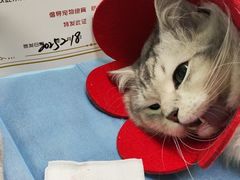 -艾贝尔宠物医院·宠保定点·超声绝育·免疫点(樱花路店)