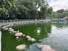 -莲湖公园