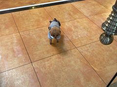 -more than meow吴止猫主题餐厅(承德 中船汇店)