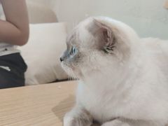 -藏猫猫咖啡主题馆(中央大道店)