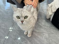 -爱洗澡的猫(望京店)