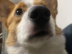-宠福鑫康馨动物医院·骨科·眼科